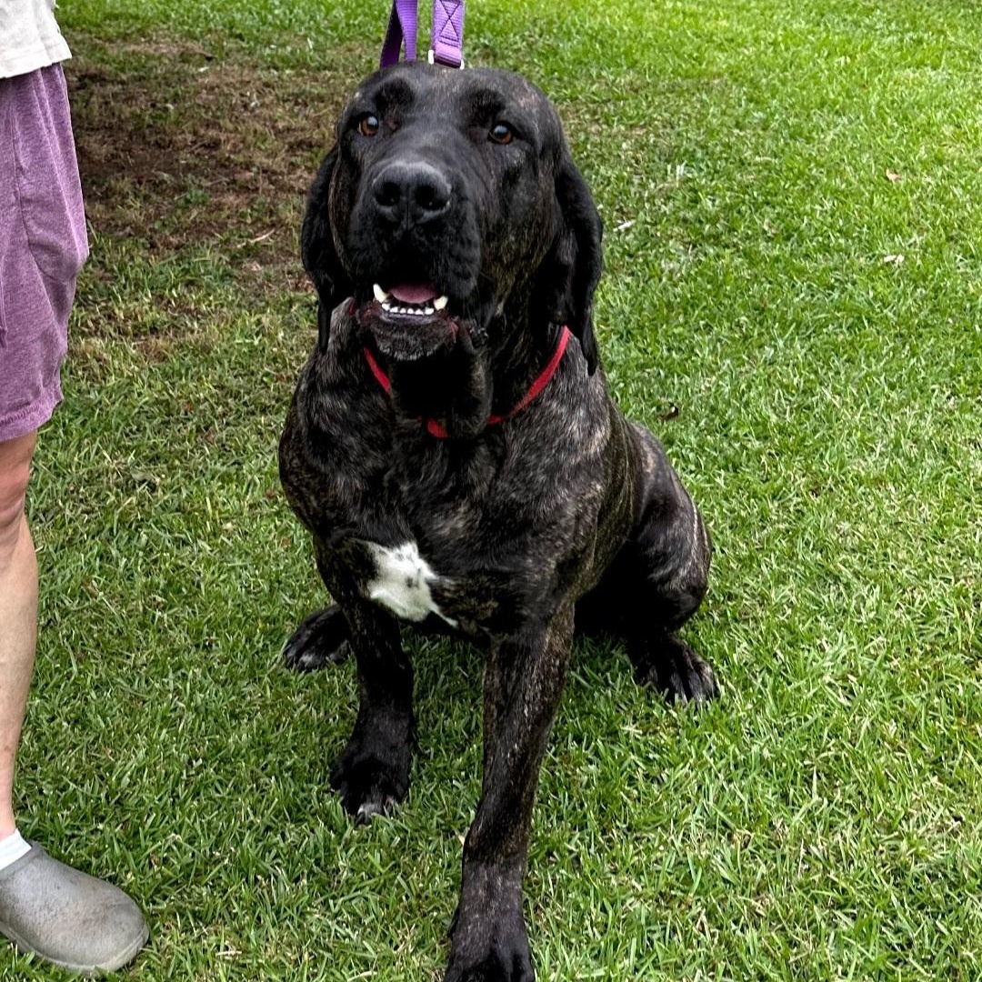 Keira, Adult Female Bullmastiff