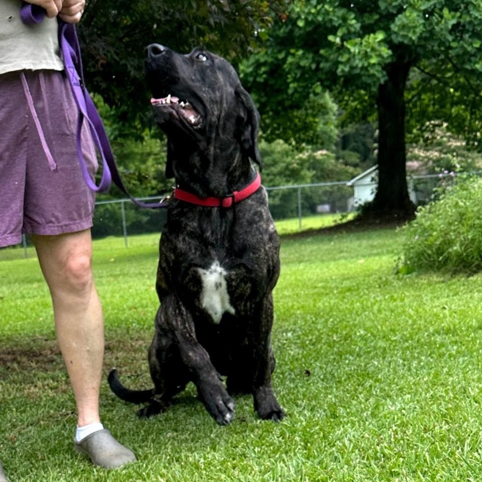 Keira, an adoptable Bullmastiff in Raeford, NC, 28376 | Photo Image 4