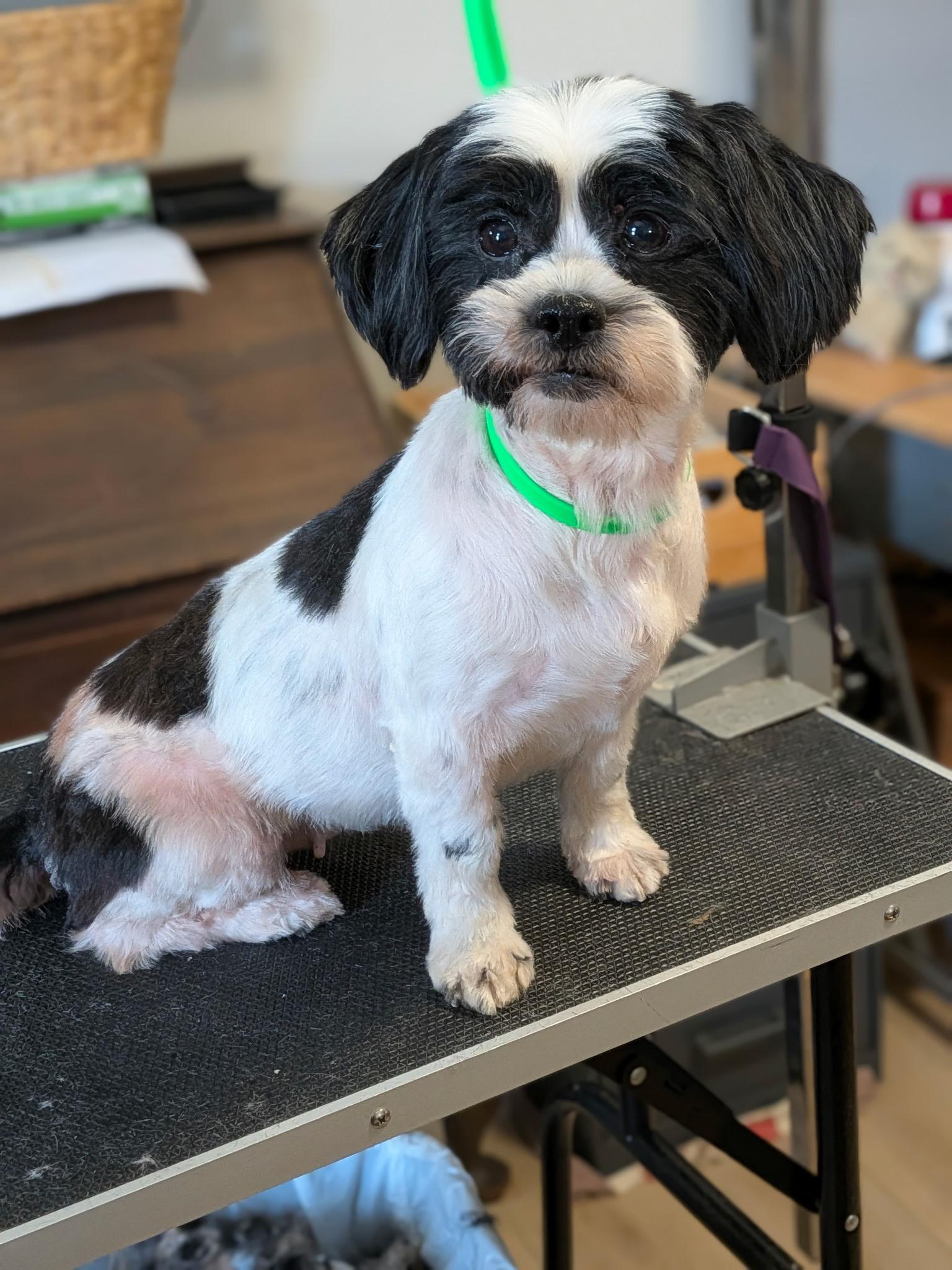 Enlarge Zoey, a Adopted Shih Tzu in Sellersburg, IN image 5/5
