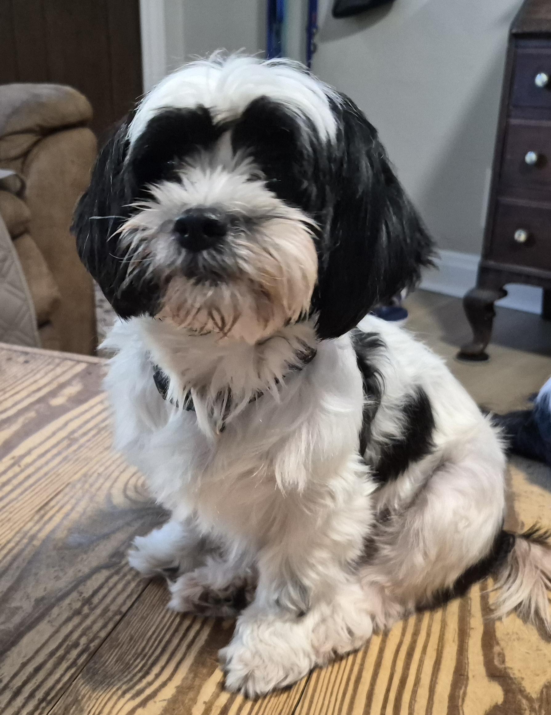 Enlarge Zoey, a Adopted Shih Tzu in Sellersburg, IN image 2/5