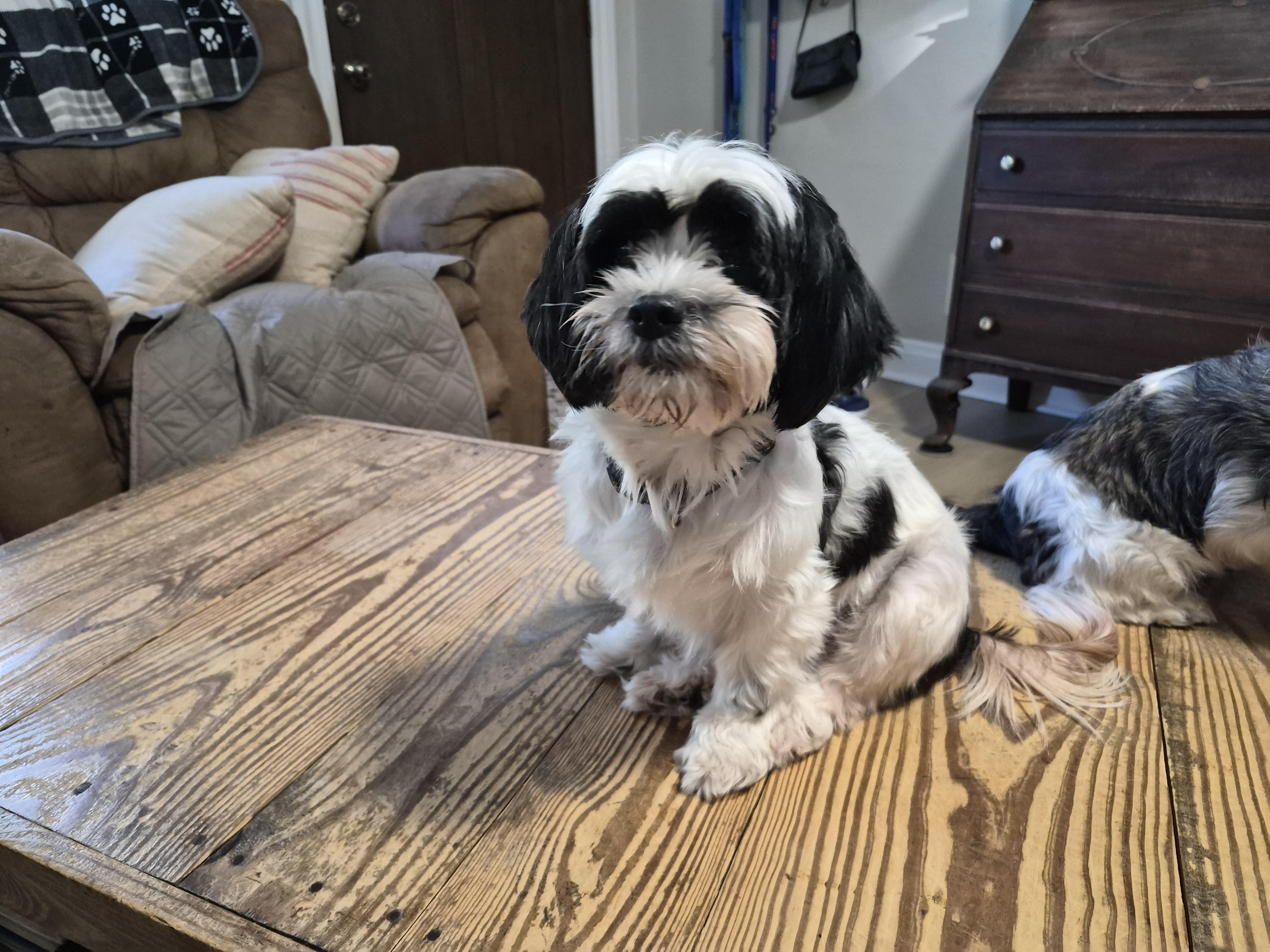 Zoey, Adopted, Young Female Shih Tzu.