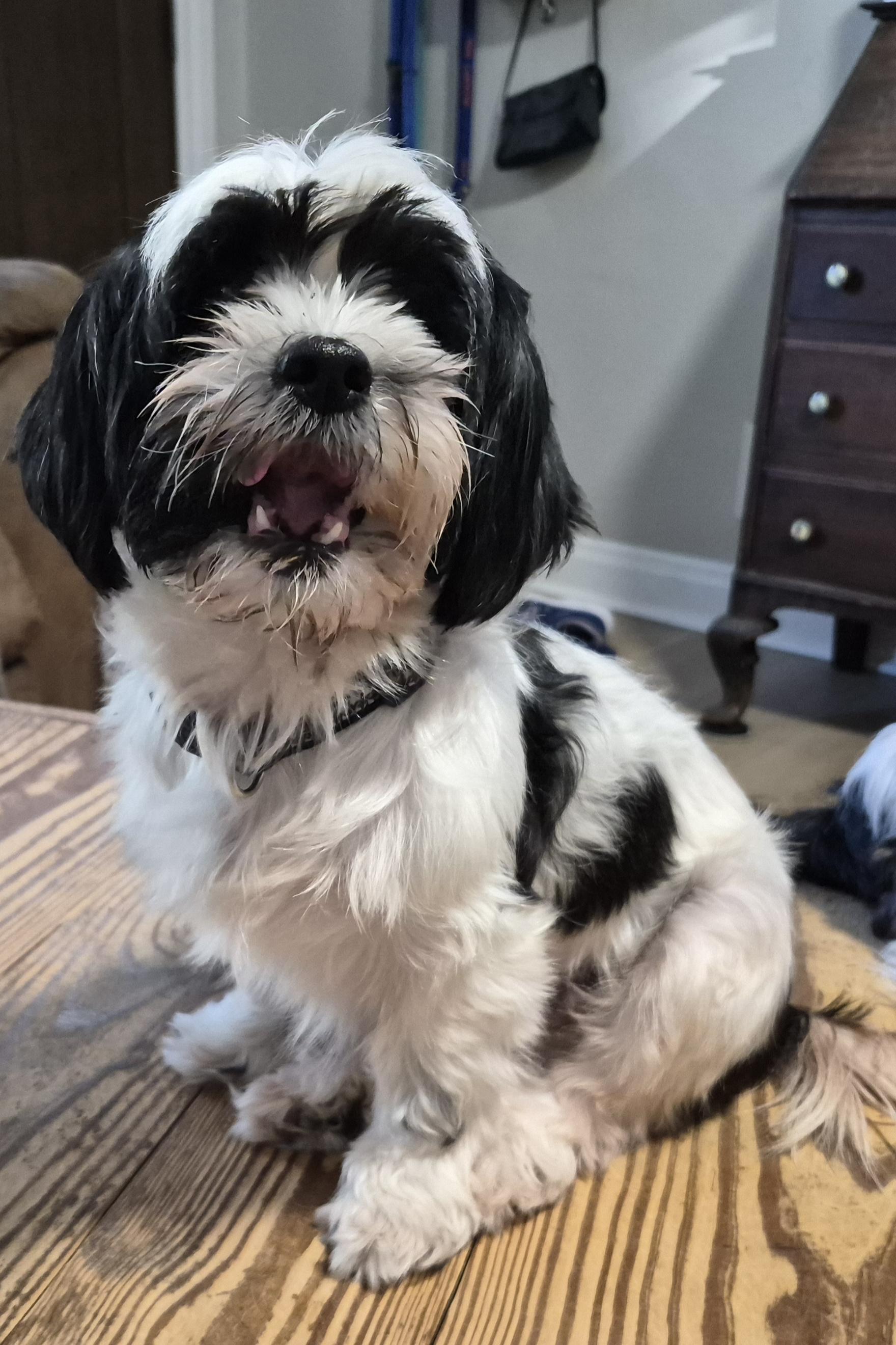 Enlarge Zoey, a Adopted Shih Tzu in Sellersburg, IN image 3/5