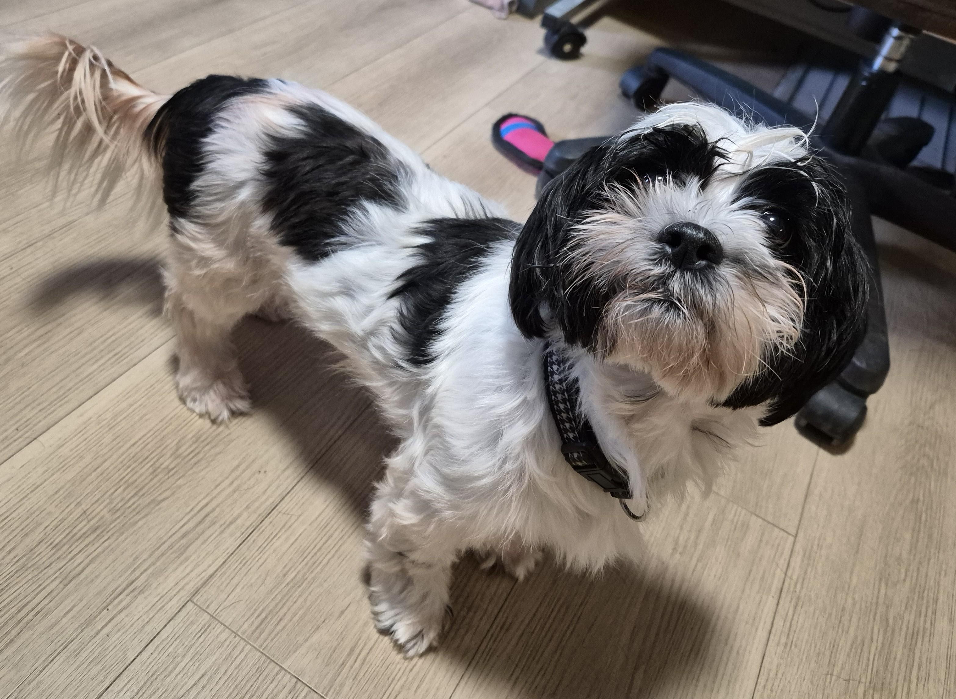 Enlarge Zoey, a Adopted Shih Tzu in Sellersburg, IN image 4/5
