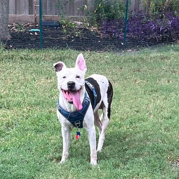 Bones — thumbnail 3