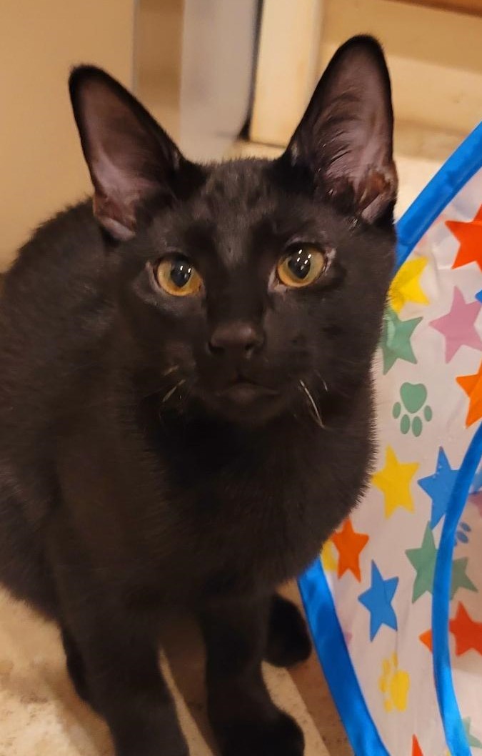 Chomper, an adoptable Domestic Short Hair in Terrell, TX, 75161 | Photo Image 4