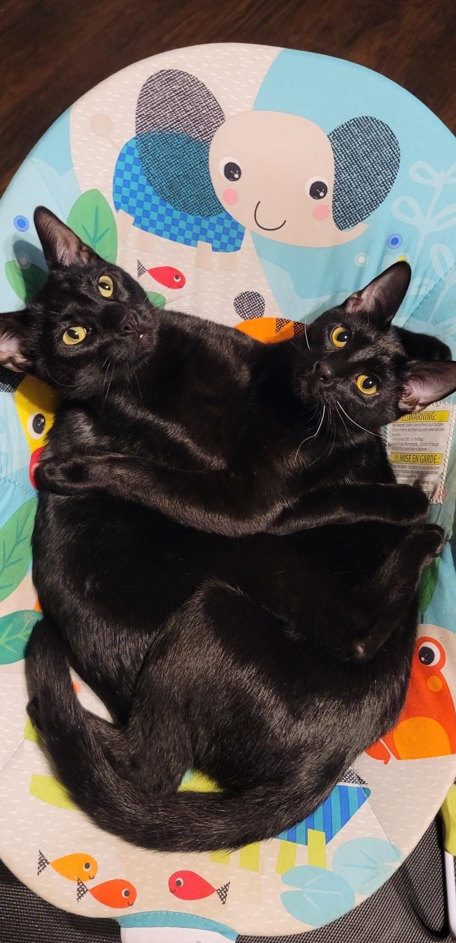 Chomper, Adoptable, Adult Male Domestic Short Hair.