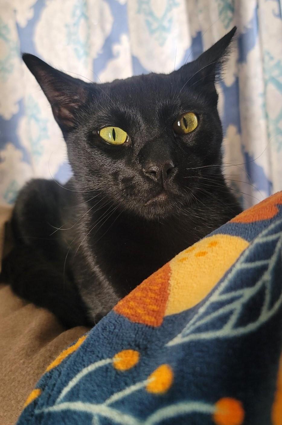 Chomper, a Adoptable Domestic Short Hair in Terrell, TX image 3/4