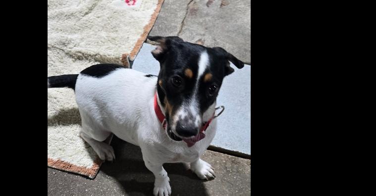 Tater Tot, Adoptable, Puppy Male Rat Terrier.