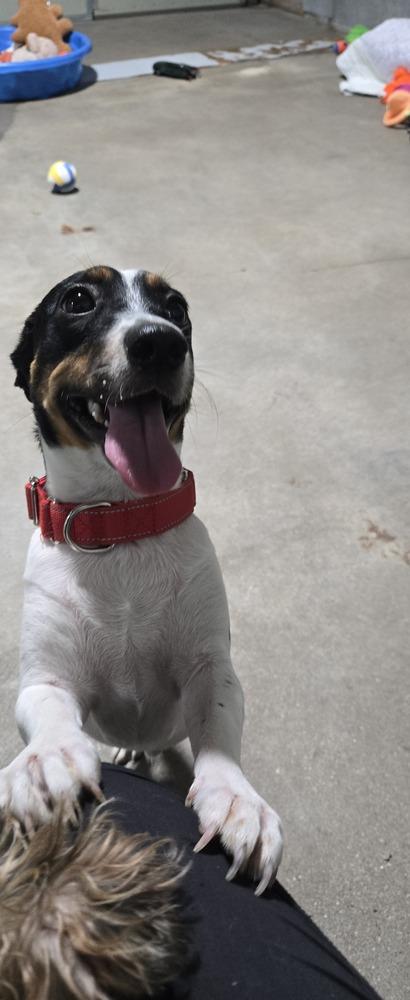 Enlarge Tater Tot, a Adoptable mixed breed in Papillion, NE image 2/2