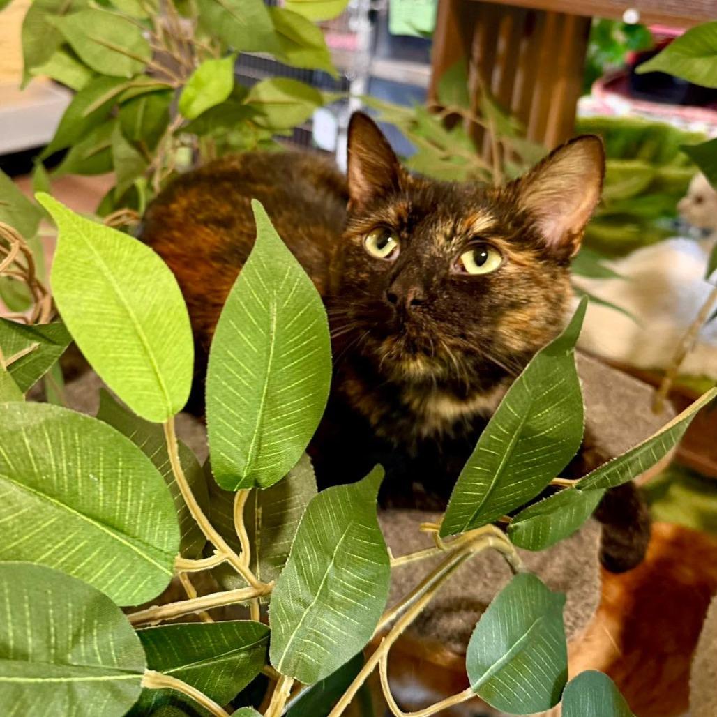 Nala, Adoptable, Adult Female Domestic Short Hair.