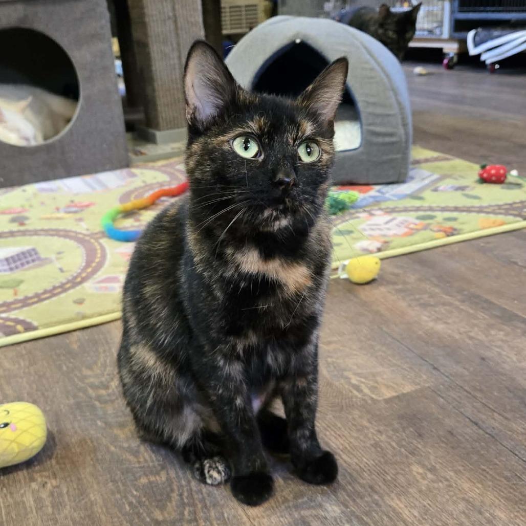 Enlarge Nala, a Adoptable Domestic Short Hair in Park Falls, WI image 2/2
