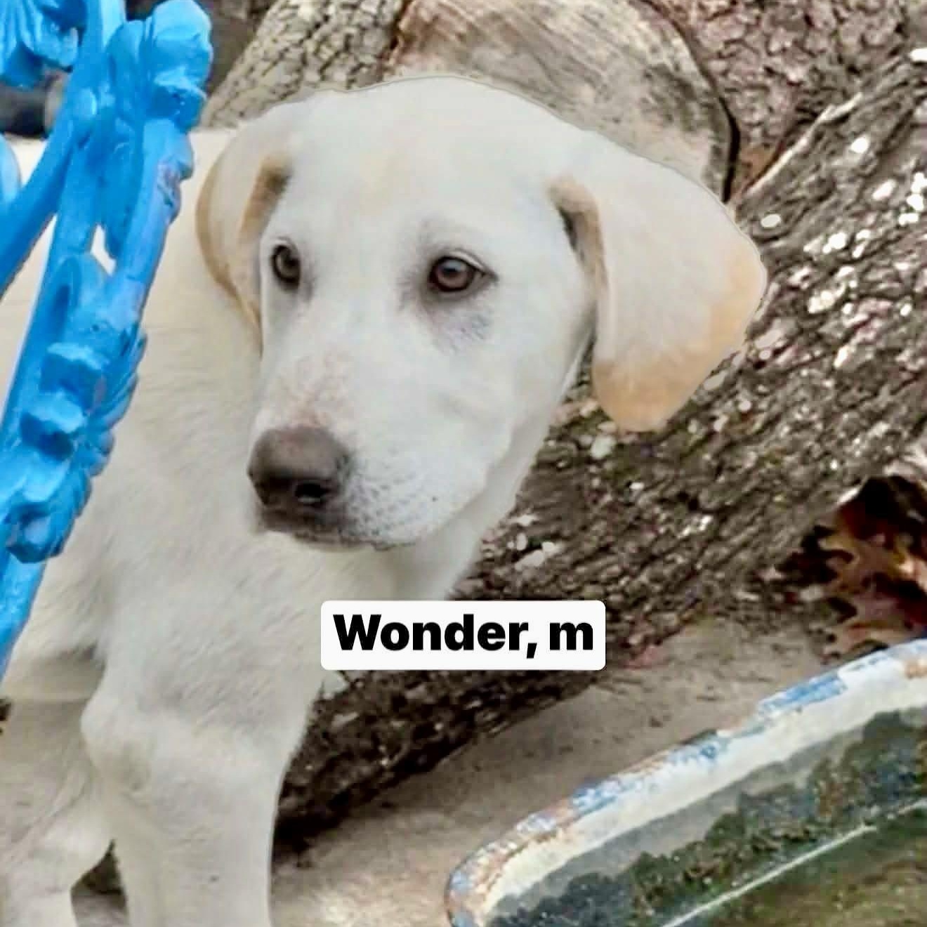 Wonder, a Adoptable Labrador Retriever in Latham, NY image 6/6
