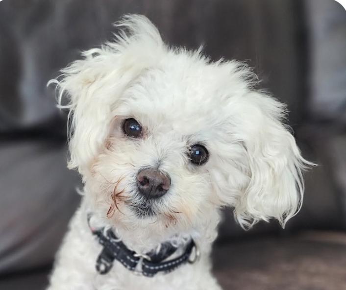 Enlarge Junior, an adopted Maltipoo in San Ramon, CA image 1/1