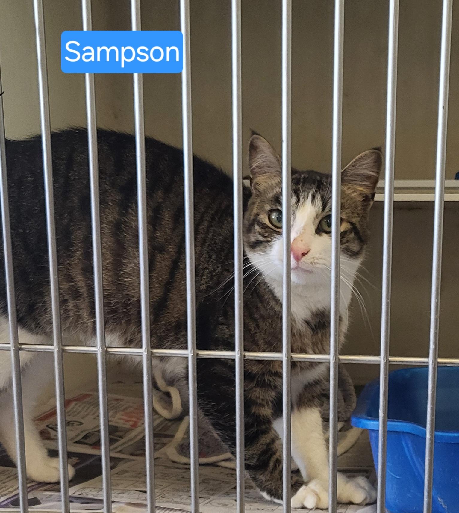 Jasper, Adoptable, Adult Male Tabby.