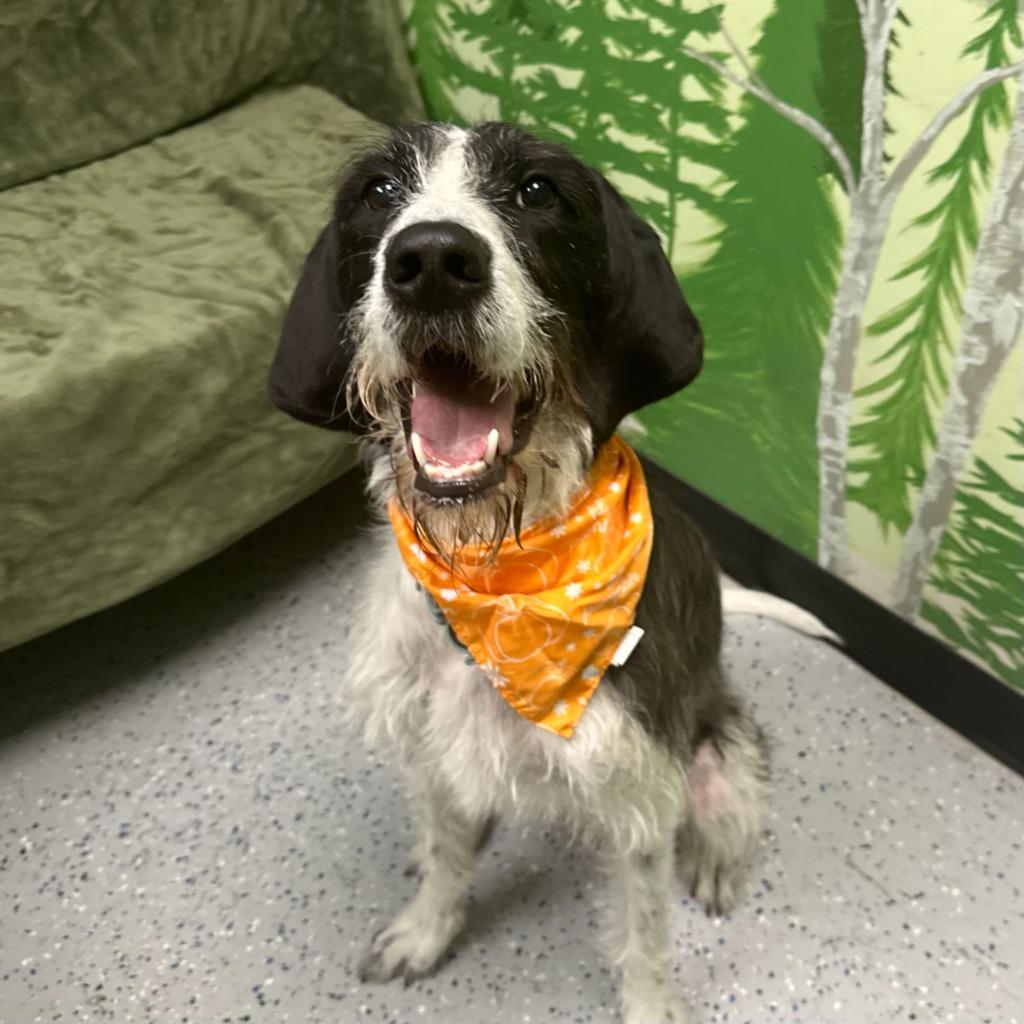 Enlarge Niko, a Adoptable mixed breed in Logan, UT image 1/1