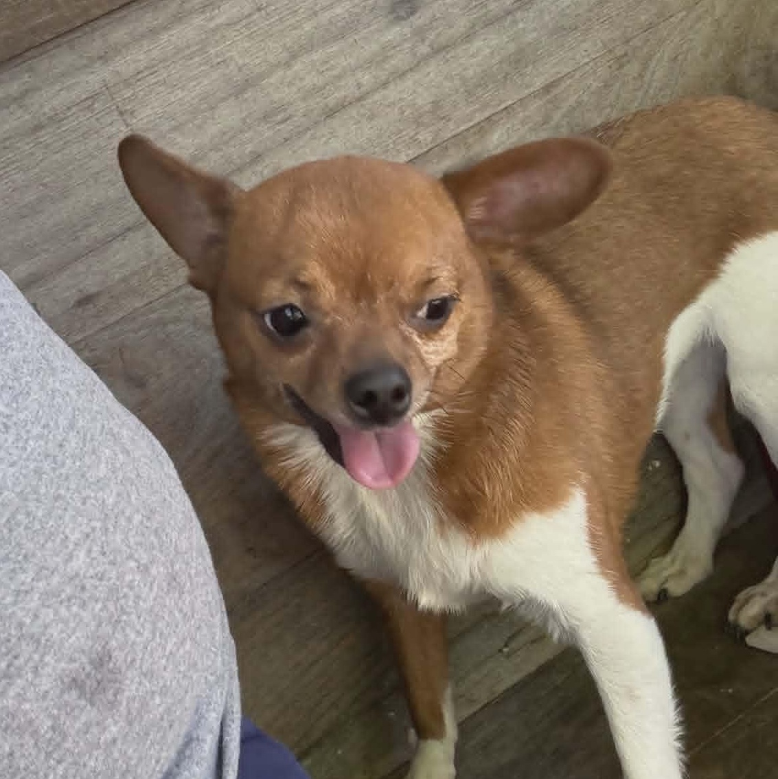 Pixie, an adopted Chihuahua in Lancaster, KY image 2/3