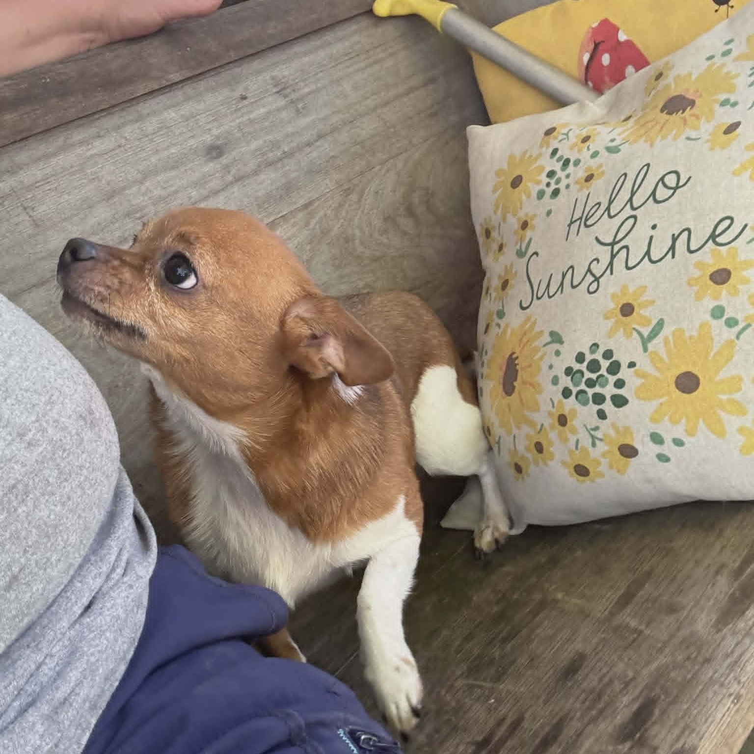 Pixie, an adopted Chihuahua in Lancaster, KY image 3/3