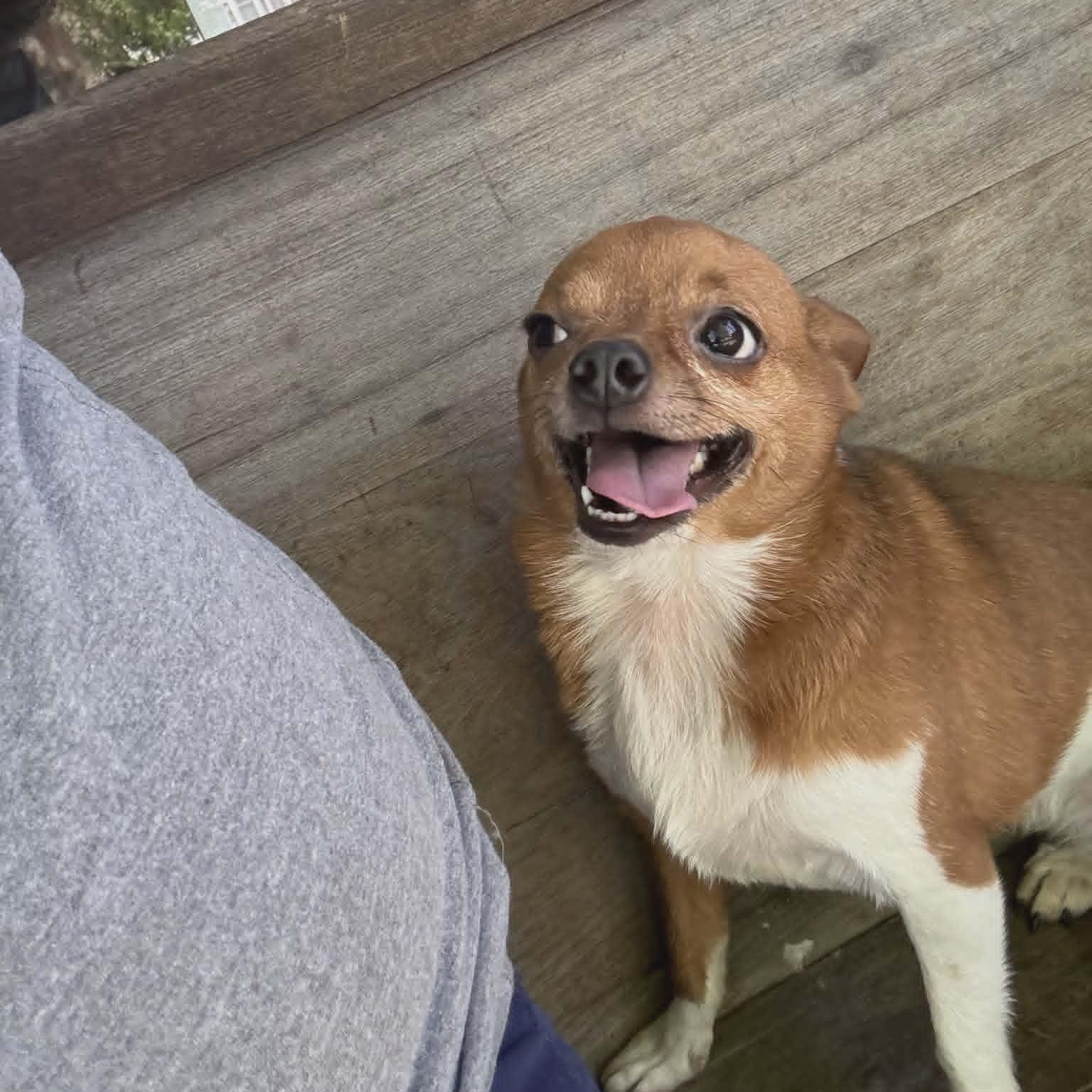 Pixie, an adopted Chihuahua in Lancaster, KY image 1/3