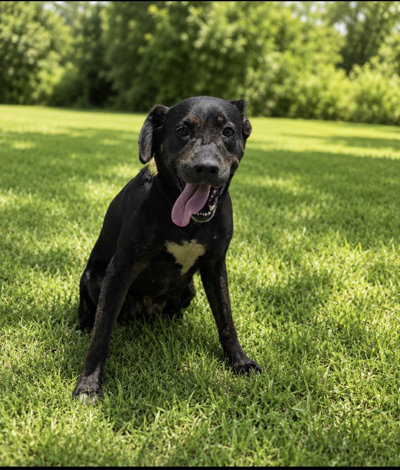 Harley, ADOPTABLE, Adult Female Labrador Retriever.
