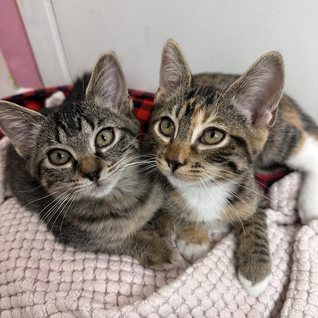 Peony, Adoptable, Kitten Female Domestic Short Hair & Domestic Short Hair.