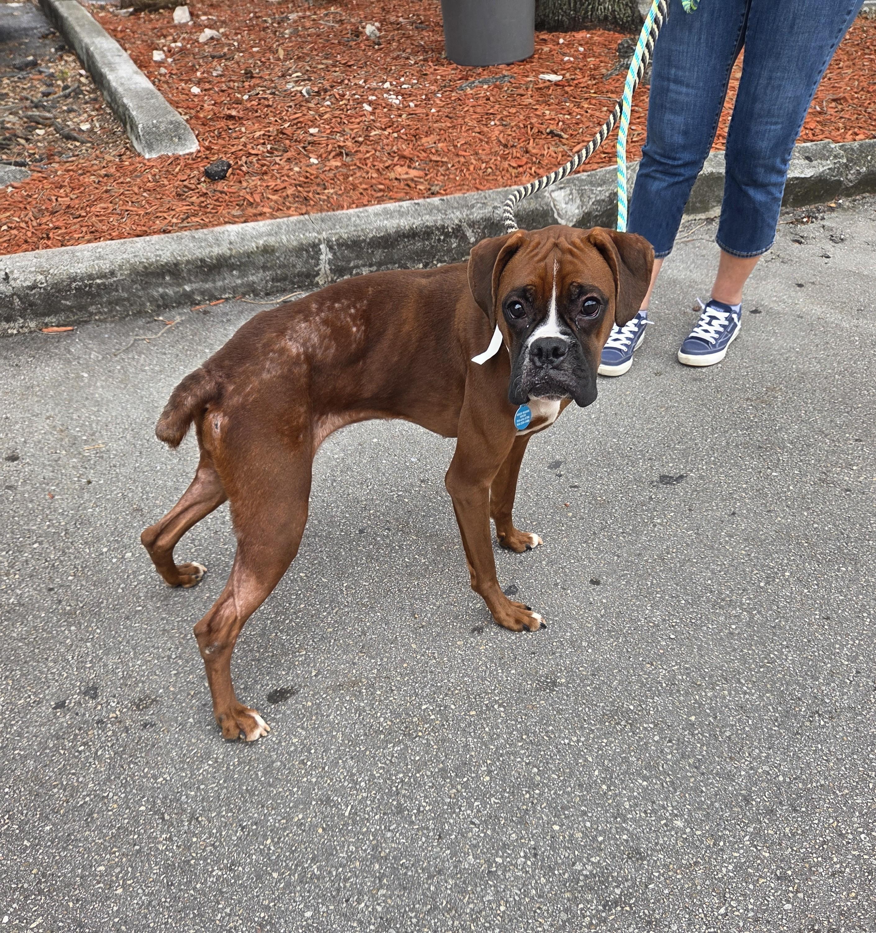 Enlarge Sweet Pea, a ADOPTABLE Boxer in Fort Lauderdale, FL image 2/4