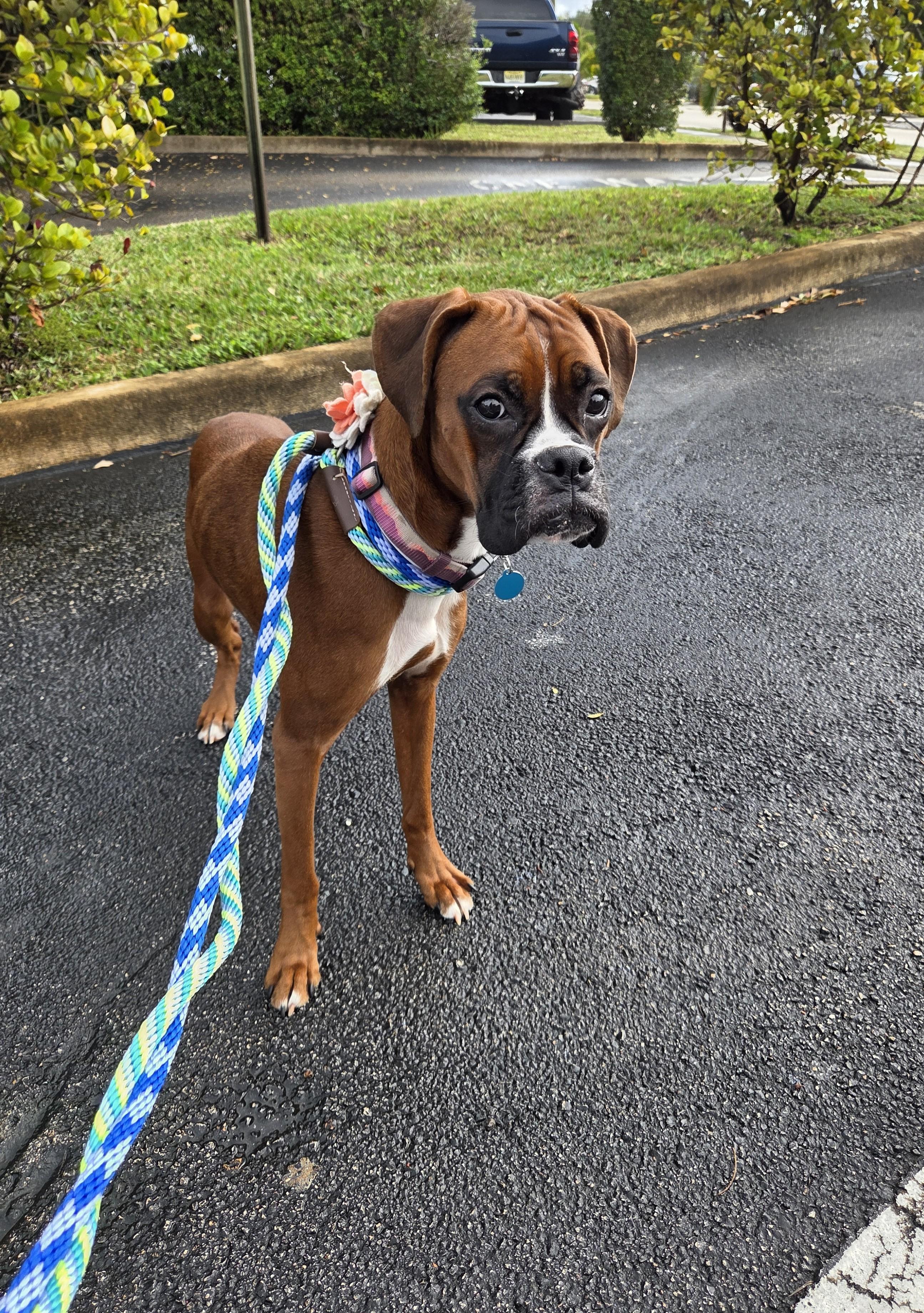 Enlarge Sweet Pea, a ADOPTABLE Boxer in Fort Lauderdale, FL image 3/4
