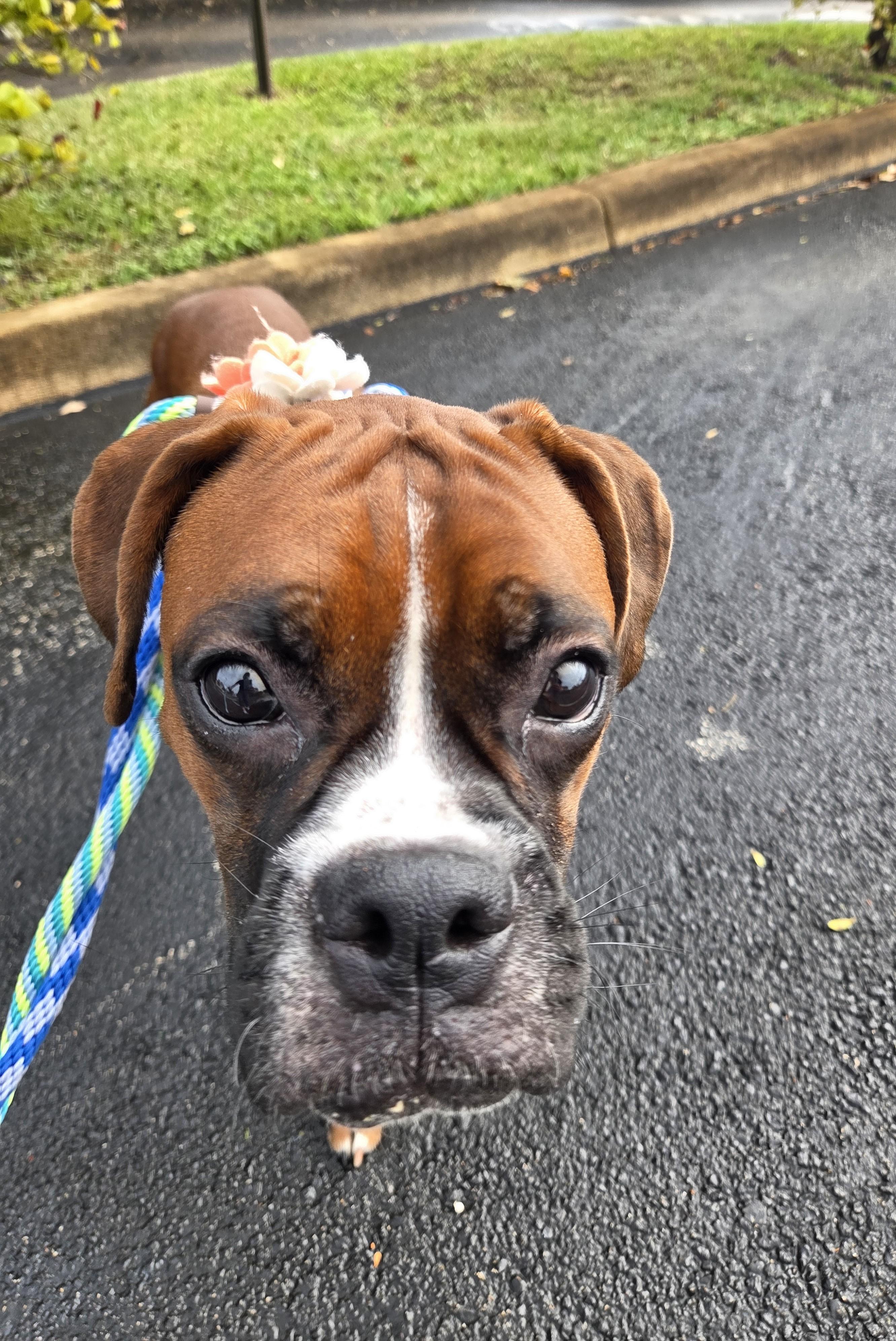 Sweet Pea, ADOPTABLE, Young Female Boxer.