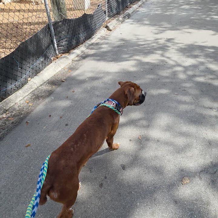 Enlarge Sweet Pea, a ADOPTABLE Boxer in Fort Lauderdale, FL video 4/4