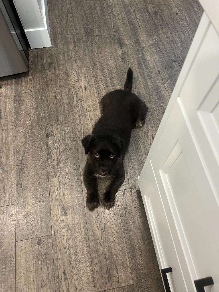 Enlarge Tuxey, a Adoptable mixed breed in Salt Lake City, UT image 2/5