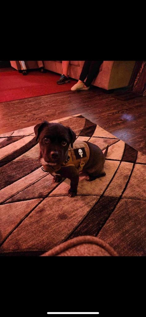 Enlarge Tuxey, a Adoptable mixed breed in Salt Lake City, UT image 3/5