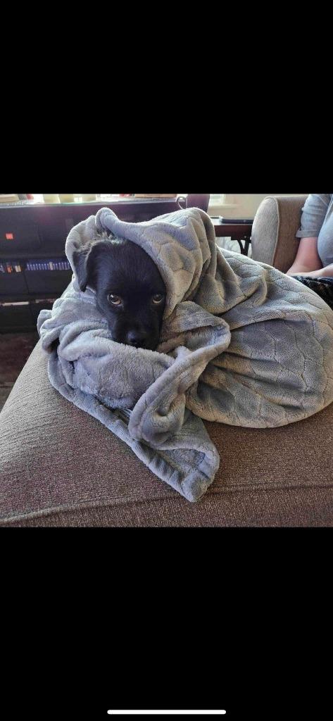 Enlarge Tuxey, a Adoptable mixed breed in Salt Lake City, UT image 3/6