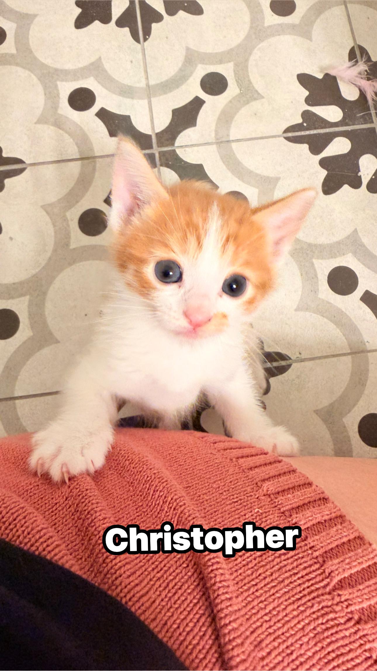 Christopher, ADOPTABLE, Kitten Male Tabby.