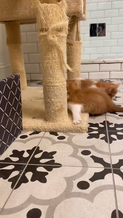 Enlarge Christopher, a ADOPTABLE mixed breed in Las Vegas, NV video 2/2