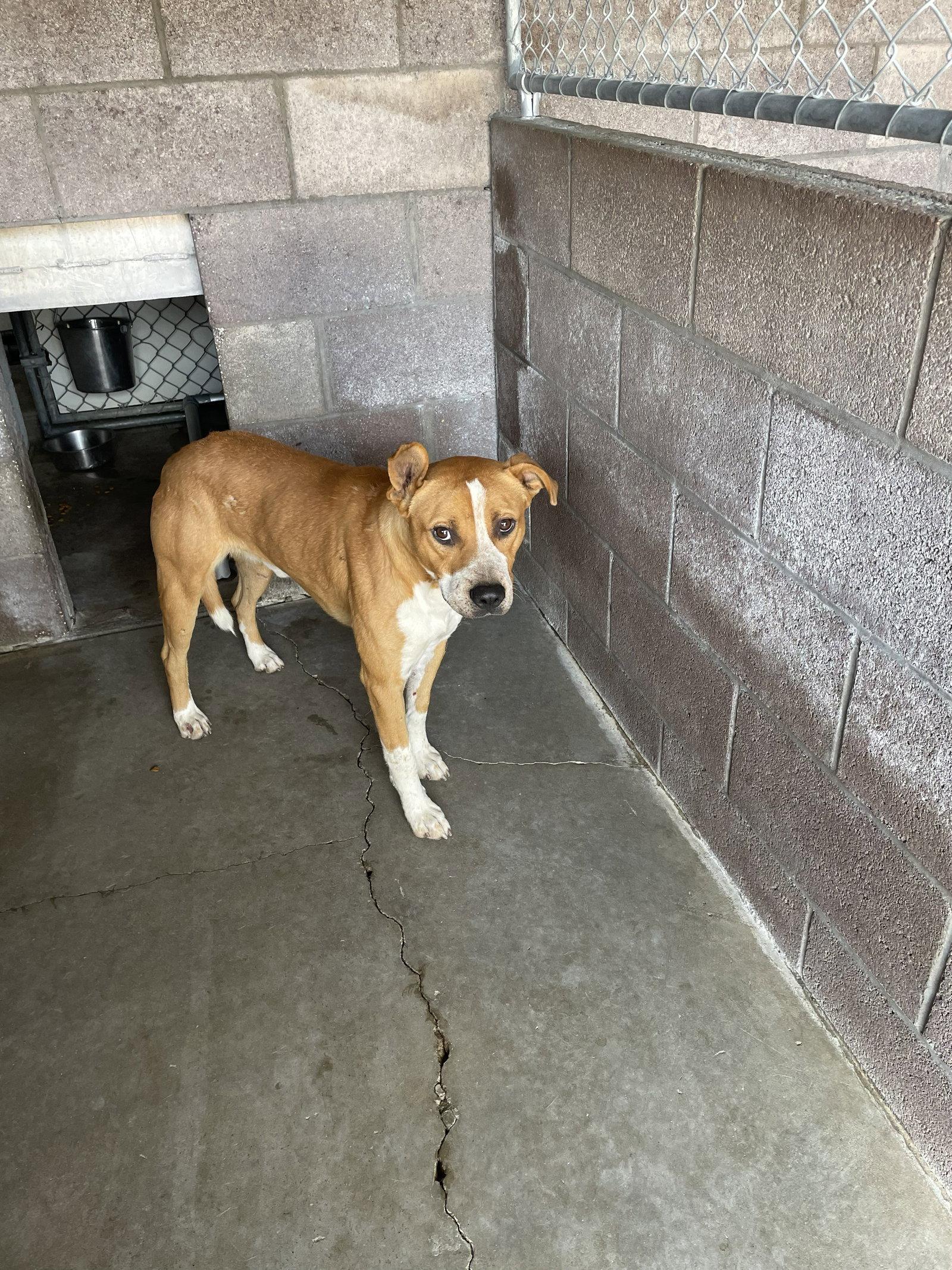 Kaboose, Adoptable, Young Male Pit Bull Terrier.