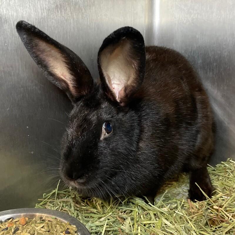 Gregory, Adoptable, Adult Male Rex.
