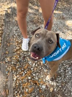 Enlarge Squirrelly Dan, a Adoptable mixed breed in Gainesville, FL image 1/3