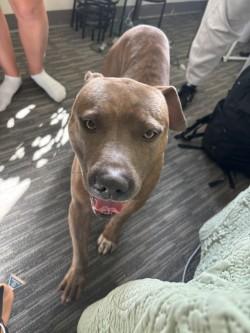 Squirrelly Dan, Adoptable, Adult Male American Bulldog & Mixed Breed.