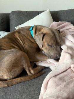 Enlarge Squirrelly Dan, a Adoptable mixed breed in Gainesville, FL image 3/3