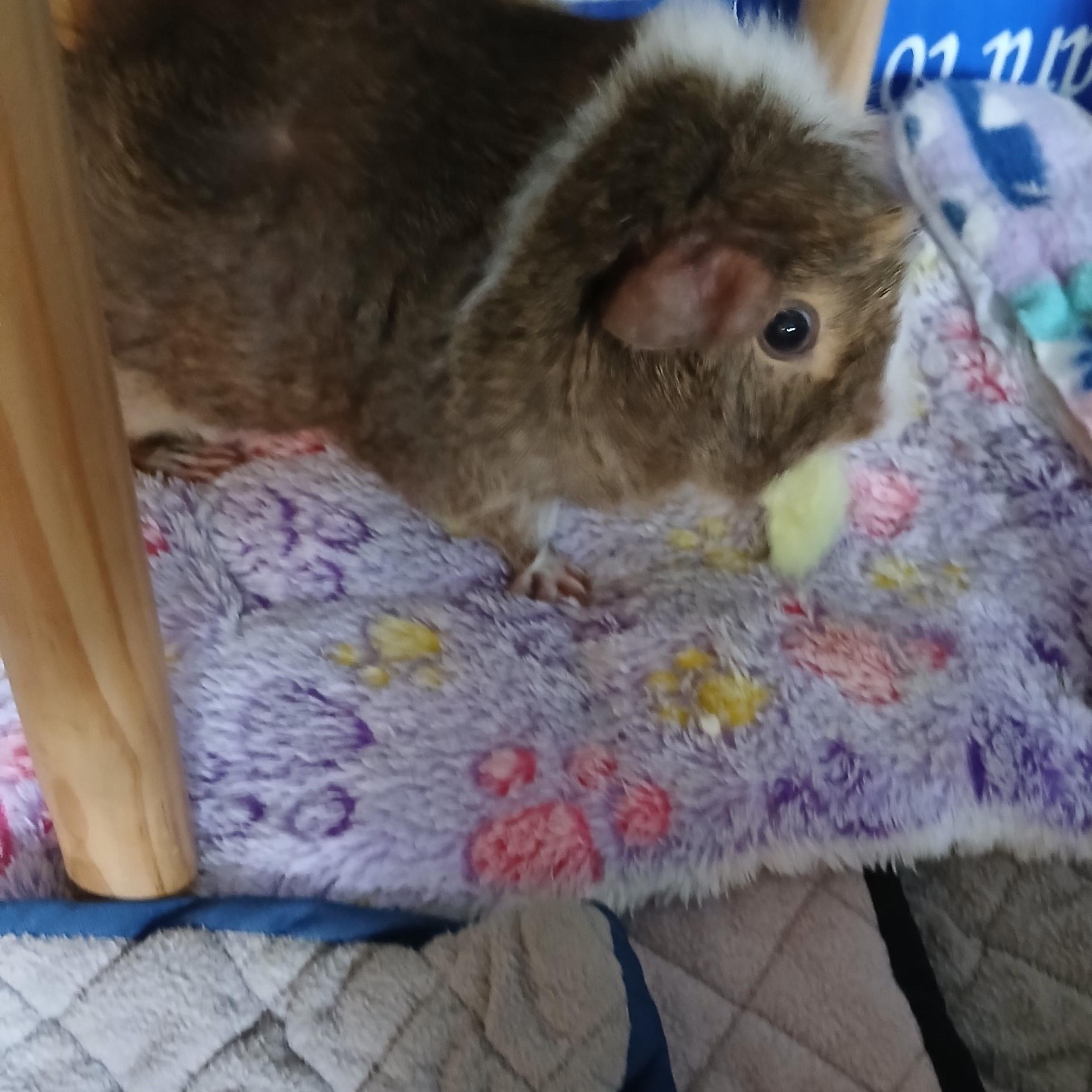 Enlarge Raspberry, an adoptable Guinea Pig in Saint Paul, MN image 4/6