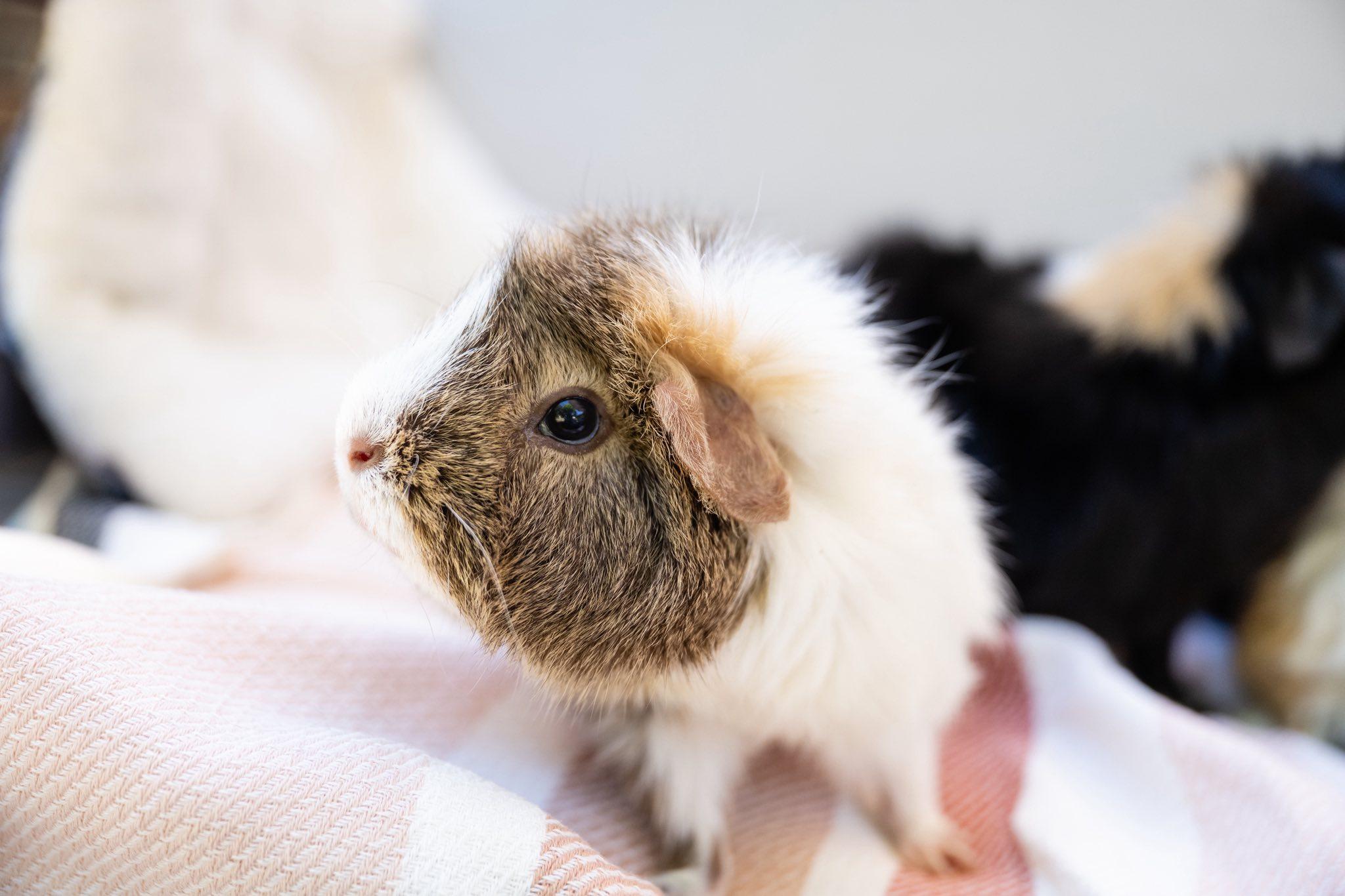 Enlarge Raspberry, an adoptable Guinea Pig in Saint Paul, MN image 2/6