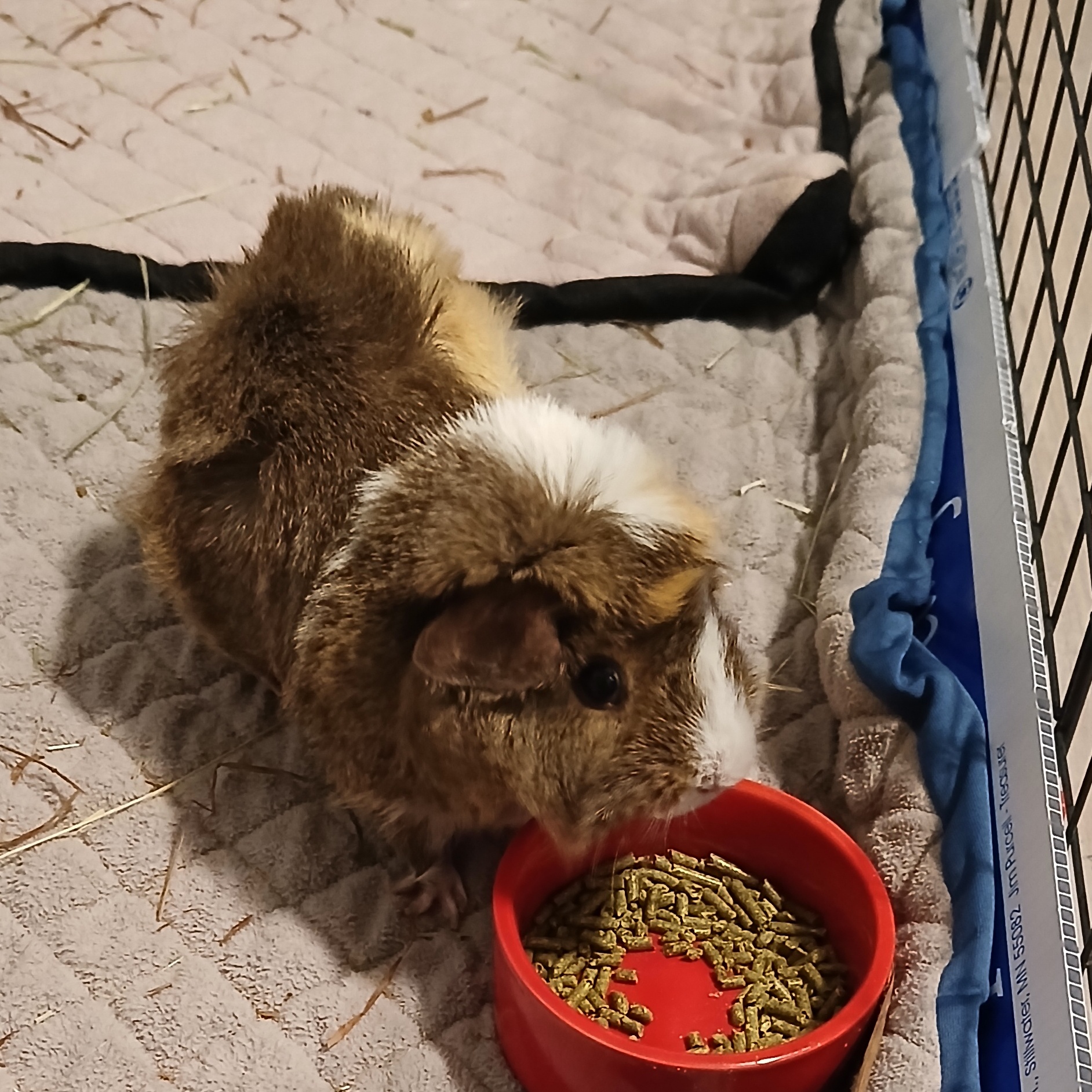 Enlarge Raspberry, an adoptable Guinea Pig in Saint Paul, MN image 1/5