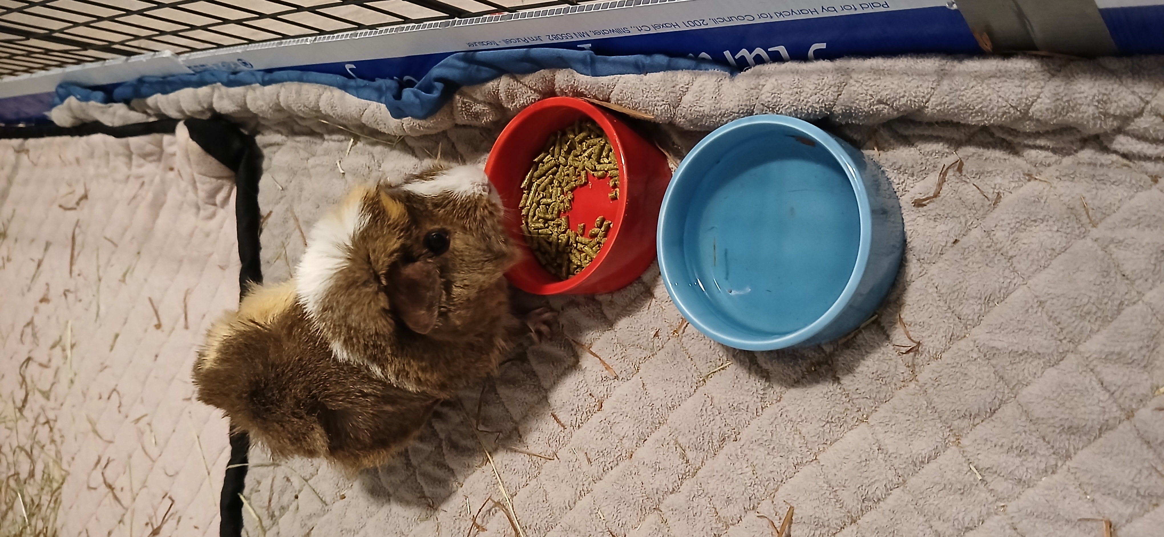 Enlarge Raspberry, an adoptable Guinea Pig in Saint Paul, MN image 3/6