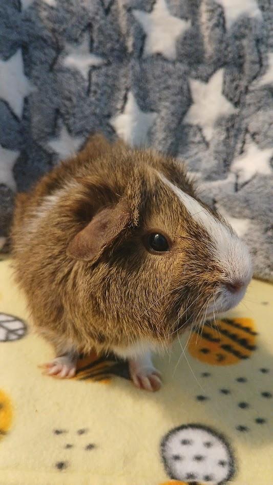 Enlarge Raspberry, an adoptable Guinea Pig in Saint Paul, MN image 1/6