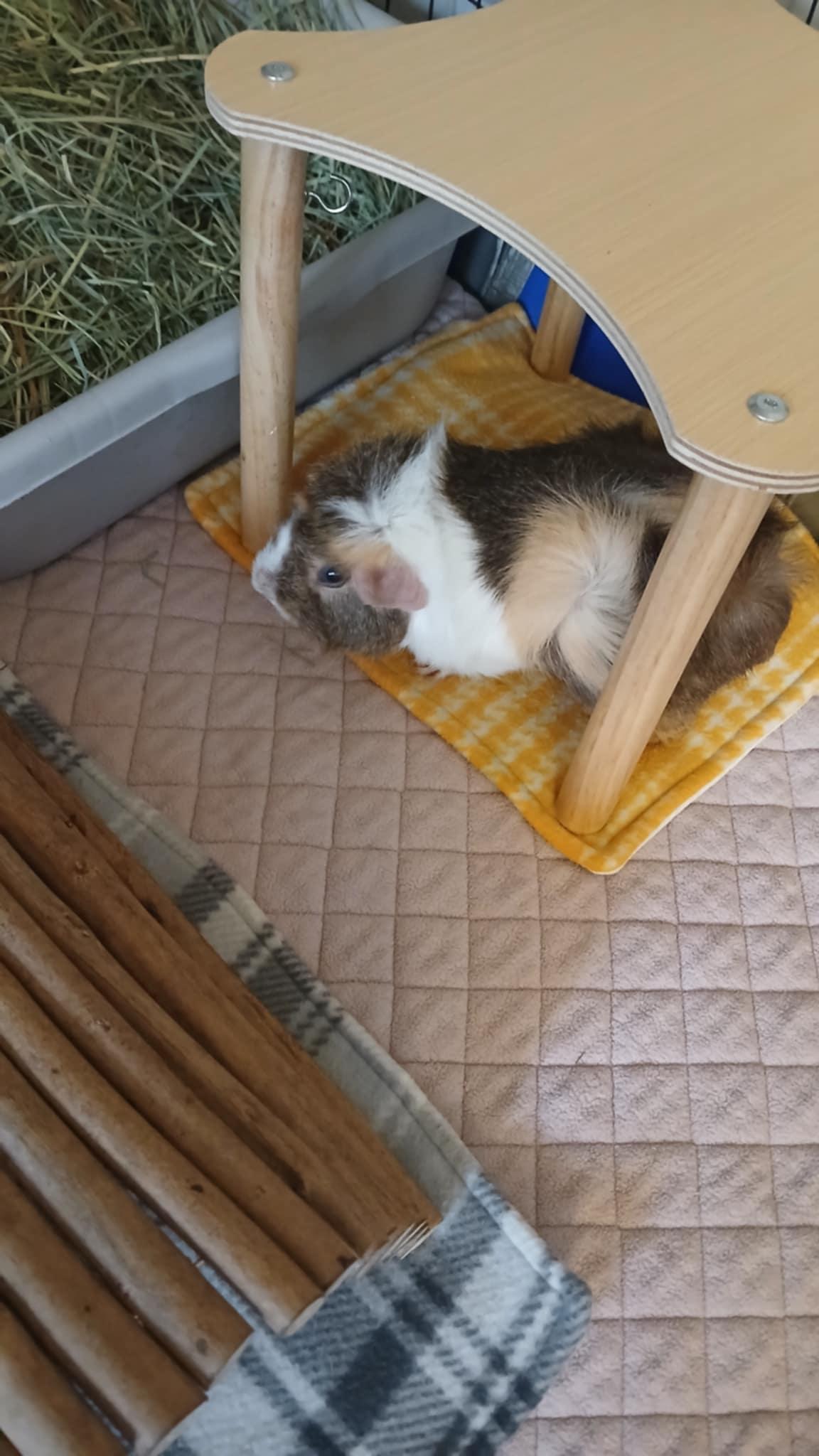 Enlarge Raspberry, an adoptable Guinea Pig in Saint Paul, MN image 6/6