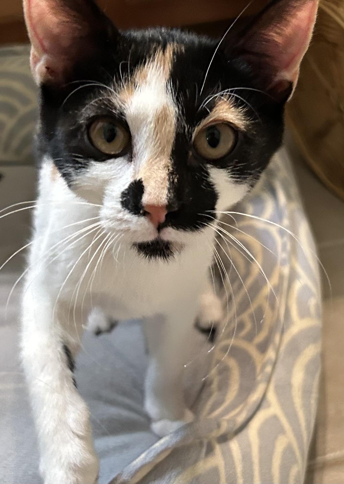 Enlarge Hobby, a Adoptable Domestic Short Hair in Smithfield, NC image 4/5
