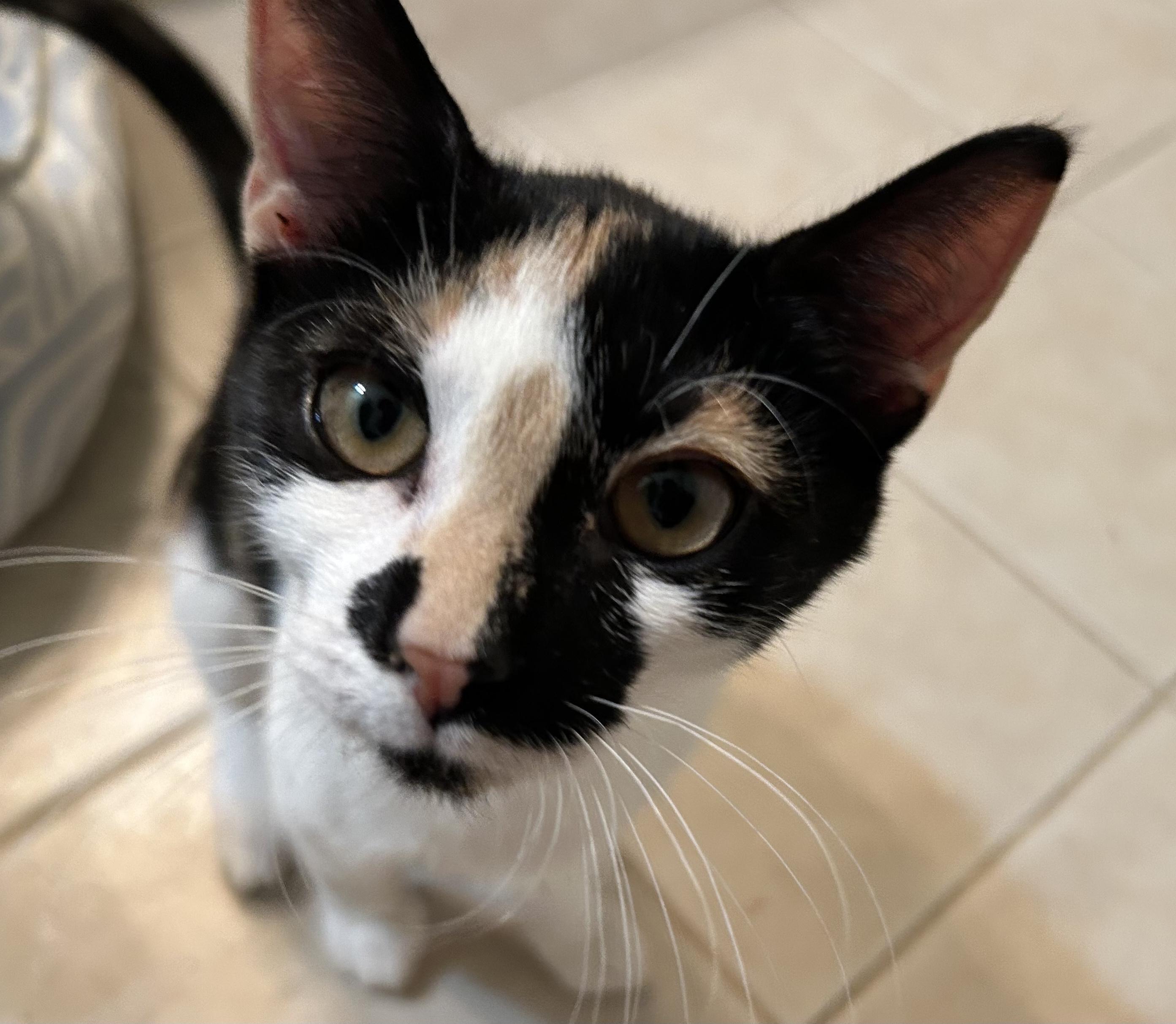 Enlarge Hobby, a Adoptable Domestic Short Hair in Smithfield, NC image 1/5