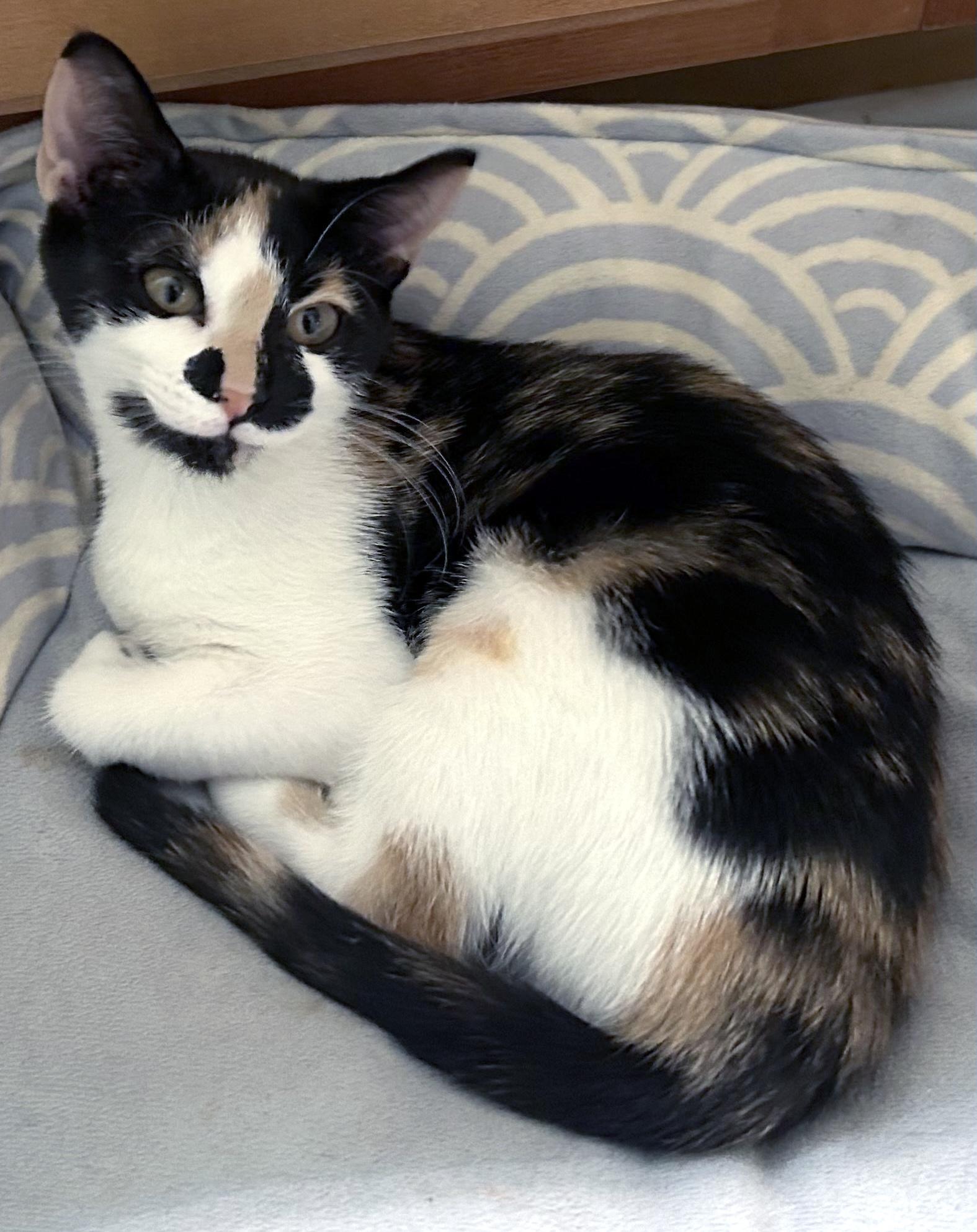 Enlarge Hobby, a Adoptable Domestic Short Hair in Smithfield, NC image 2/5