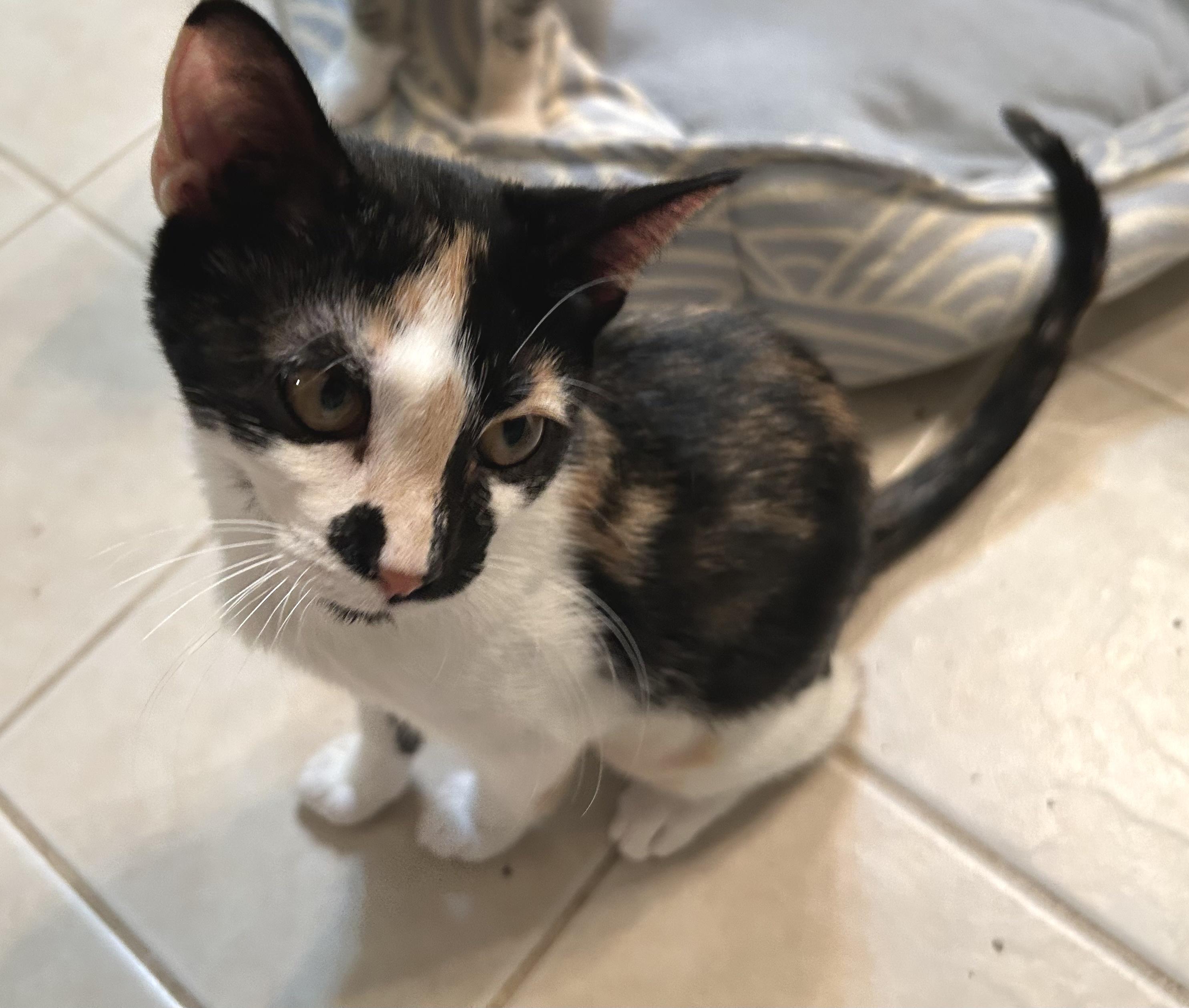 Enlarge Hobby, a Adoptable Domestic Short Hair in Smithfield, NC image 3/5