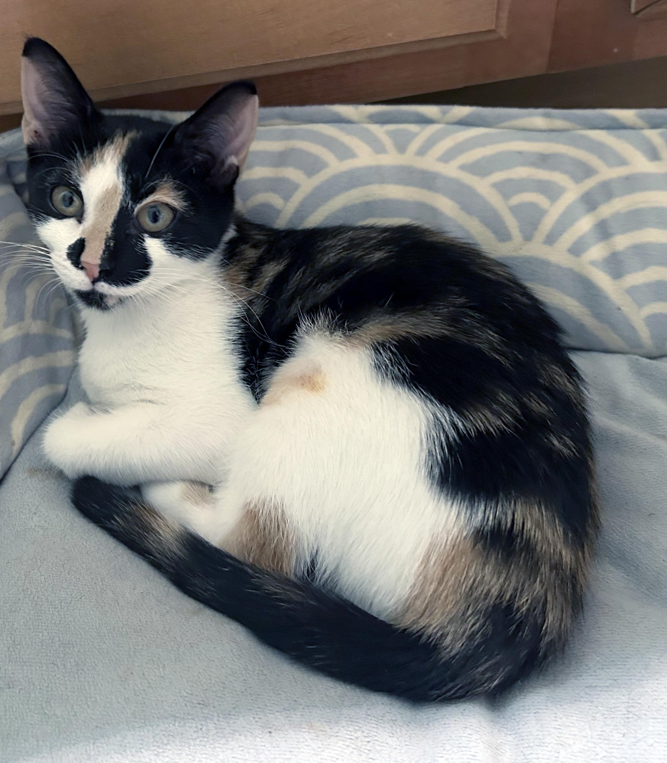 Enlarge Hobby, a Adoptable Domestic Short Hair in Smithfield, NC image 5/5