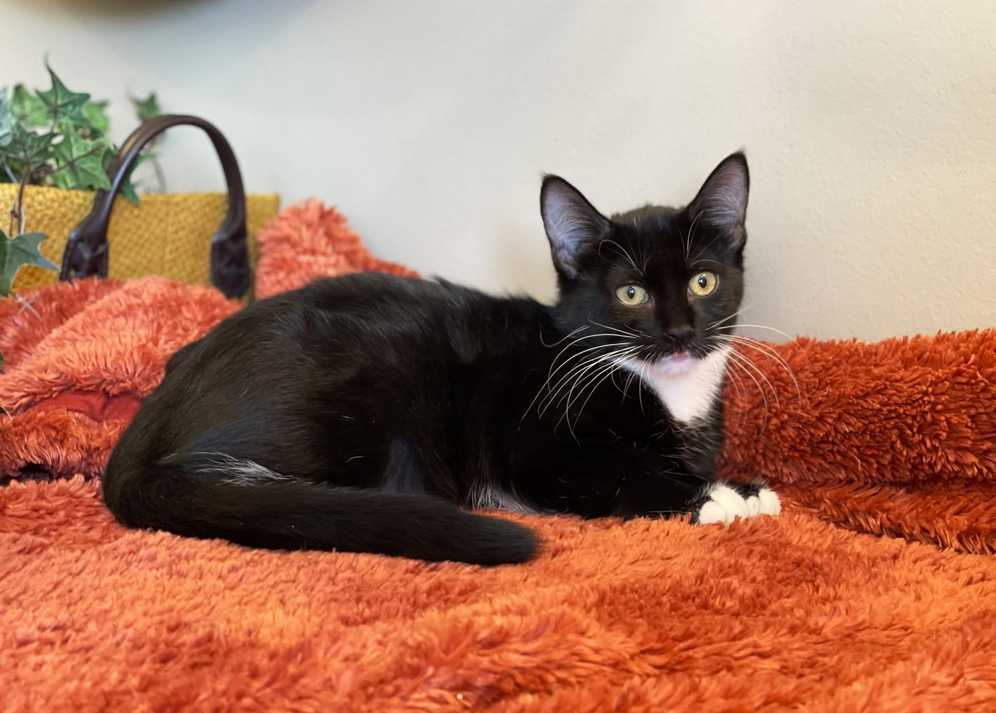 Puffin, a Adoptable Tuxedo in Taylor, MI image 4/6